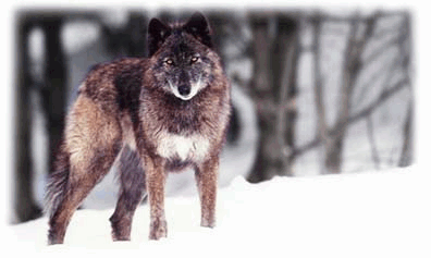 wolf.gif (52762 bytes)